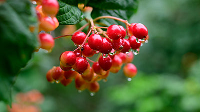 Schisandra Berry