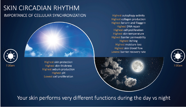 Changes in Circadian Rhythm through the Skin
