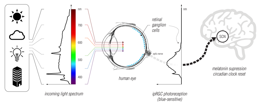 The science behind how blue light wakes us up