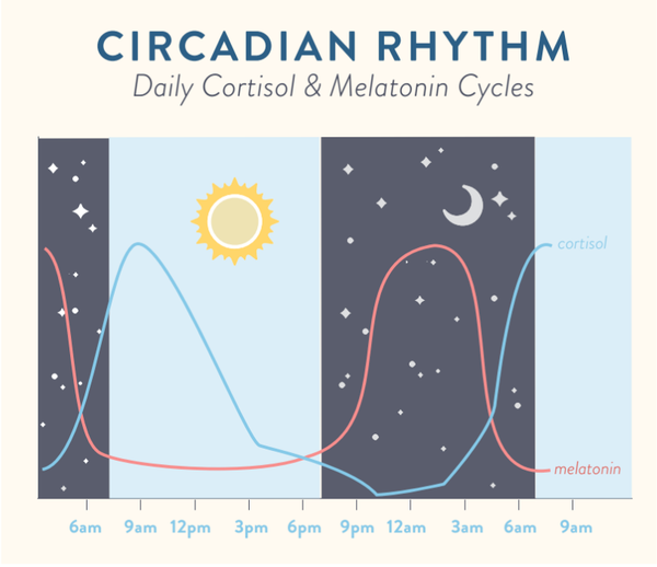 sleep-wake cycle