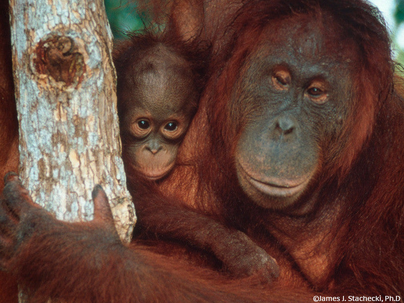  Orangutan Family  Forest The Nature Conservancy