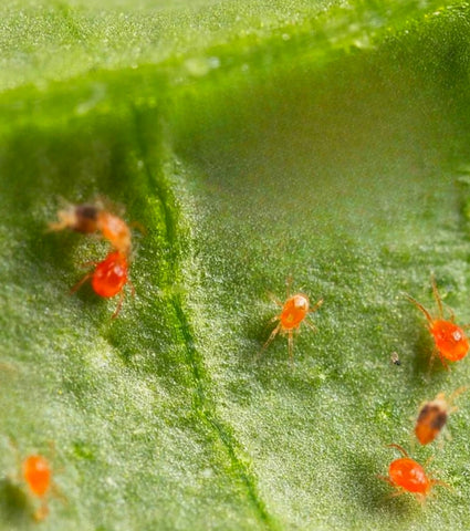 Araña roja, acaro que afecta las plantas