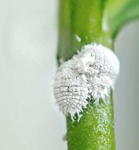 Cochinilla en plantas