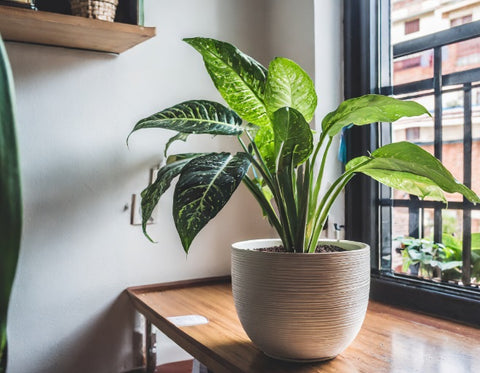 Dieffenbachia, Planta no apta para mascotas