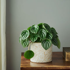 Peperomia