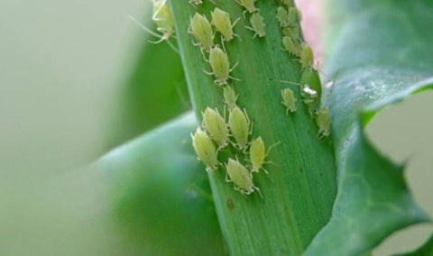 Pulgon, insecto en plantas