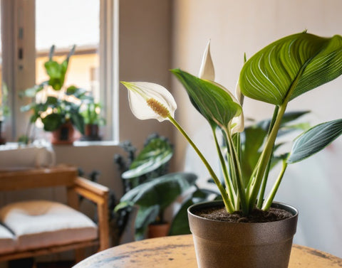 planta de garza blanca no apta para mascotas