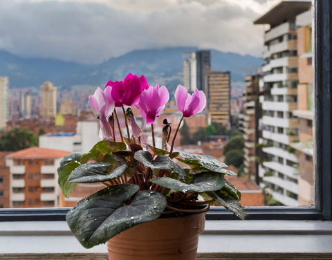 Cyclamen, planta no apta para mascotas