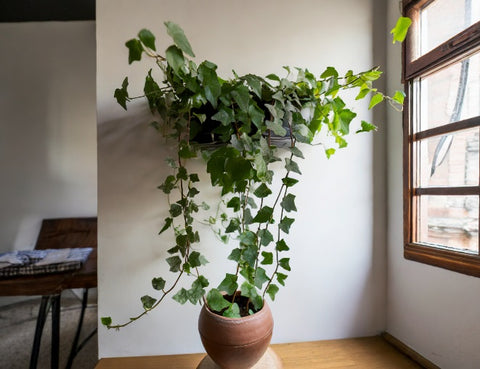 Hiedra, planta no apta para mascotas