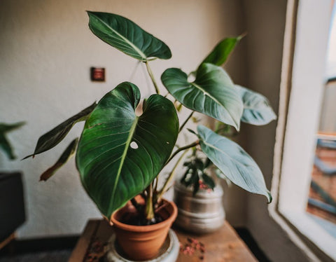 Philodendro, planta no apta para mascotas