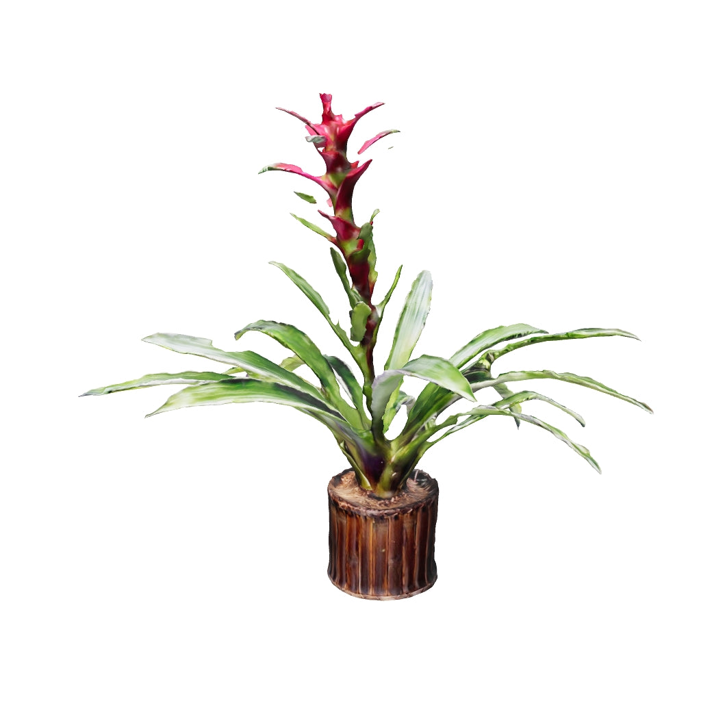 Bromelias Guzmania Morada