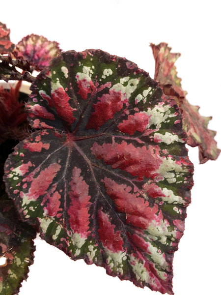 Begonia Rex