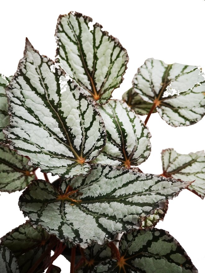 Begonia gris veta verde