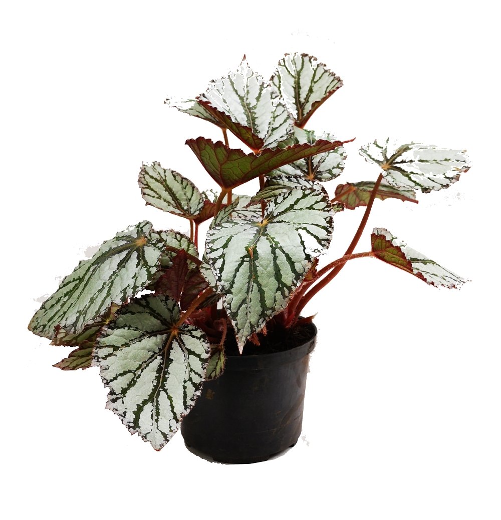 Begonia gris veta verde