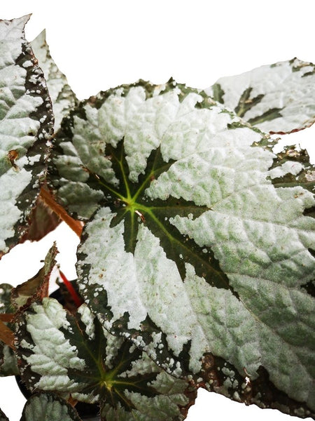 Begonia Imperialis