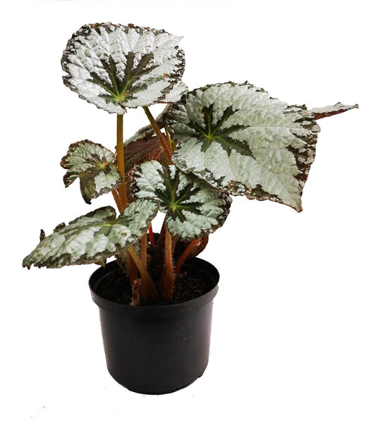 Begonia Imperialis