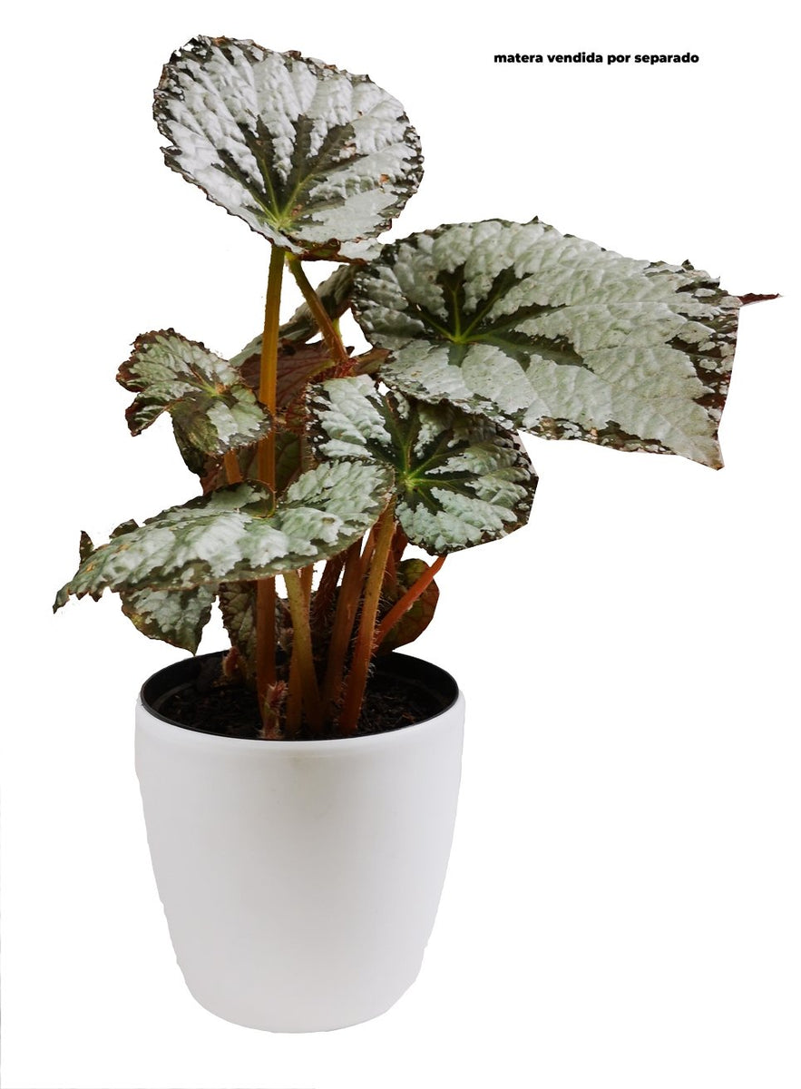 Begonia Imperialis