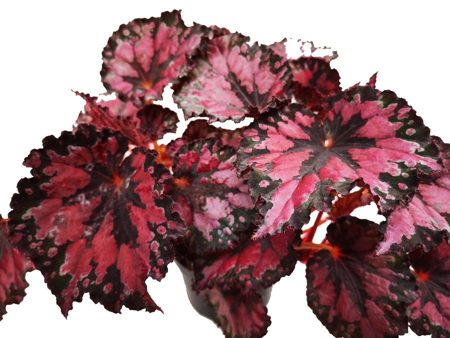 Begonia Roja Metalizada