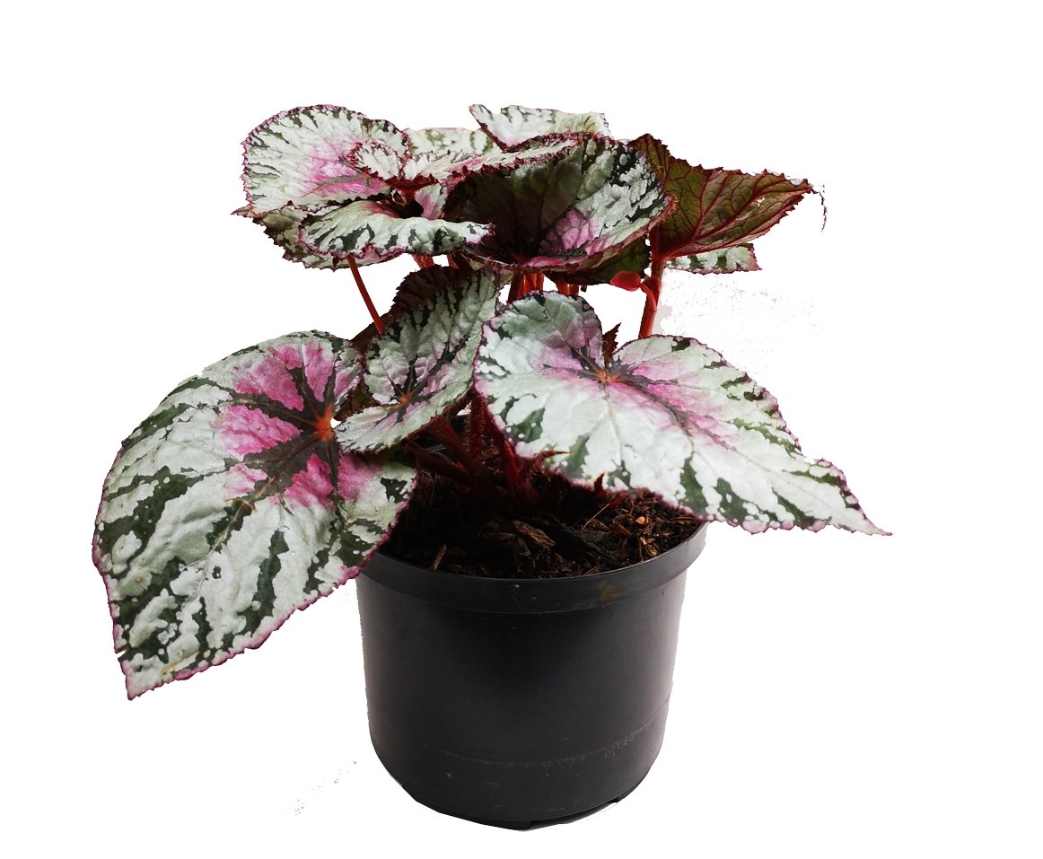 Begonia Rosada Metalizada