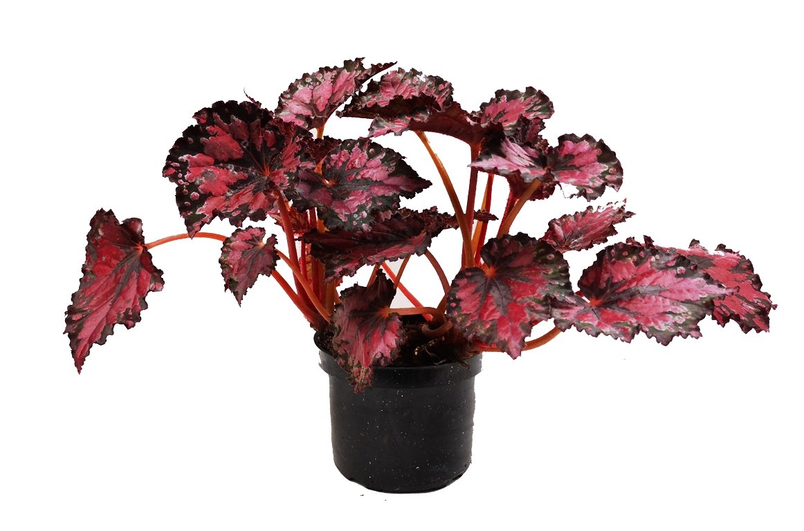 Begonia Roja Metalizada