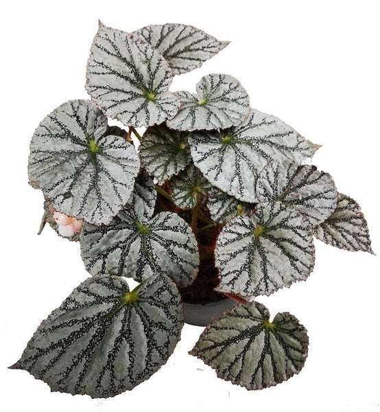 Begonia Plateada