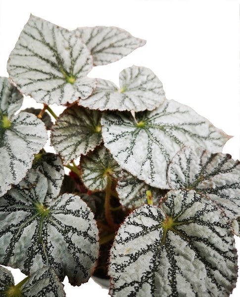 Begonia Plateada