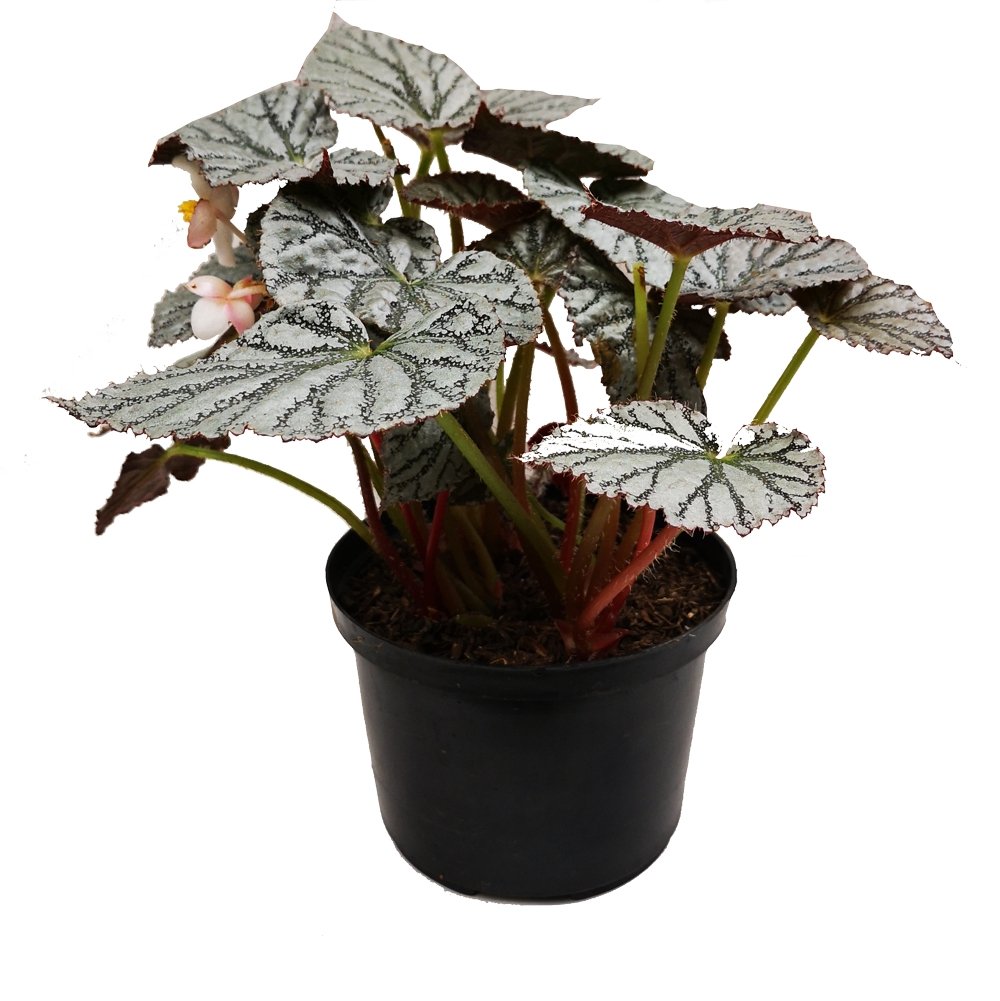 Begonia Plateada