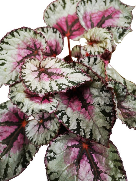 Begonia Rosada Metalizada