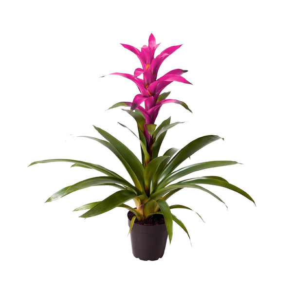 Bromelias Guzmania Morada