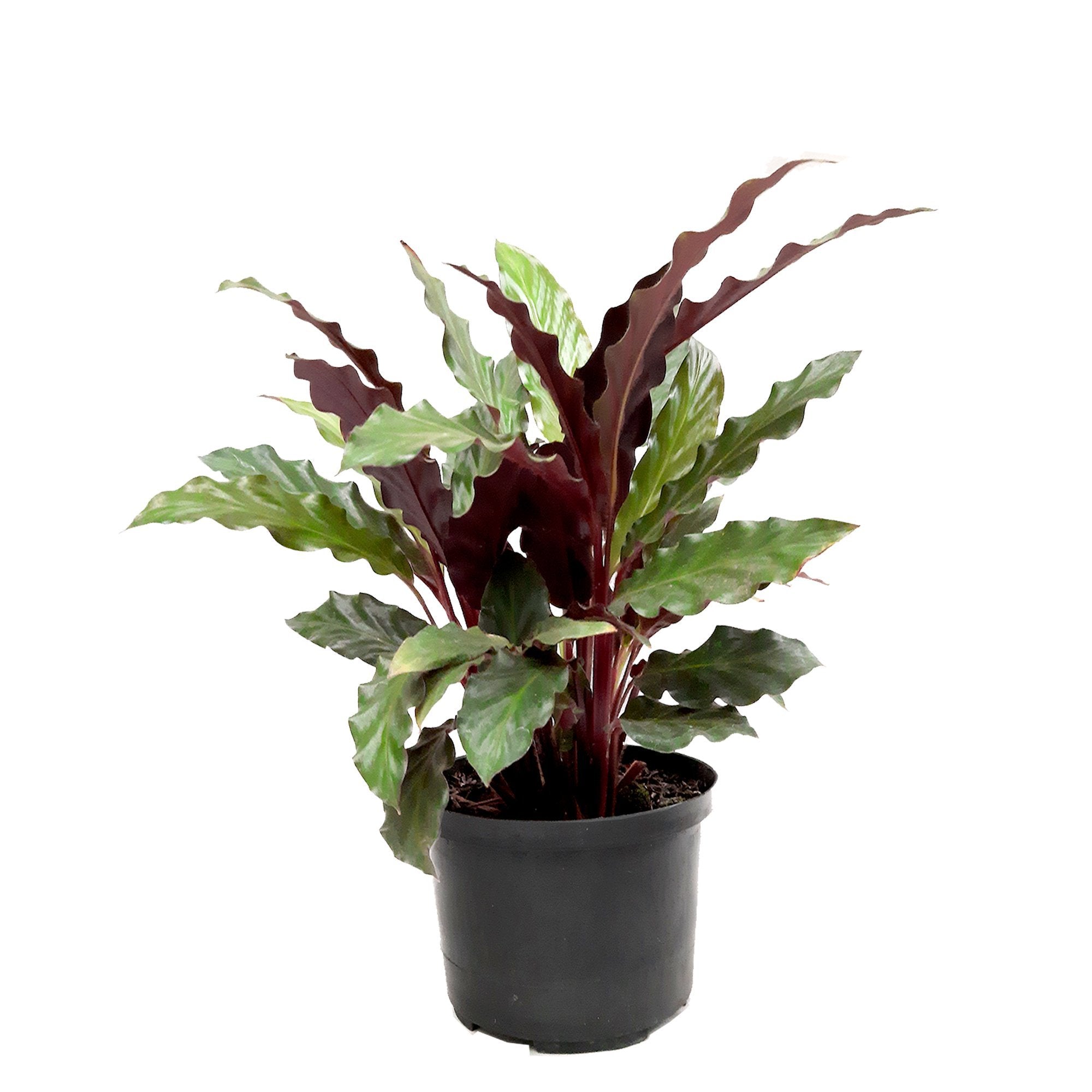 Calathea Morada