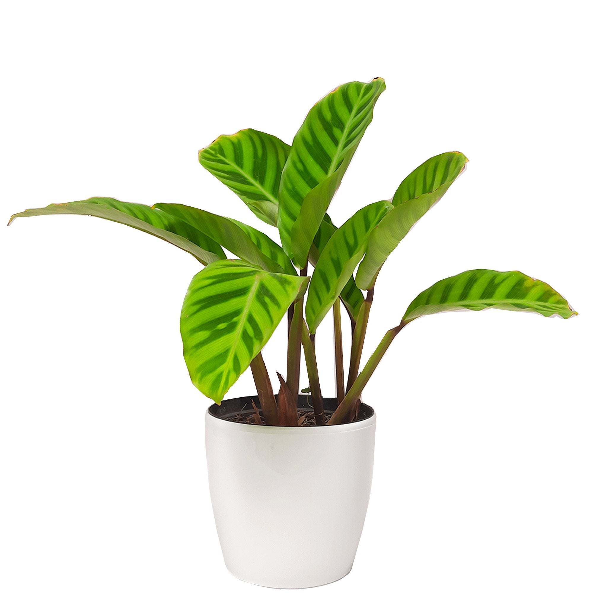 Calathea Zebrina