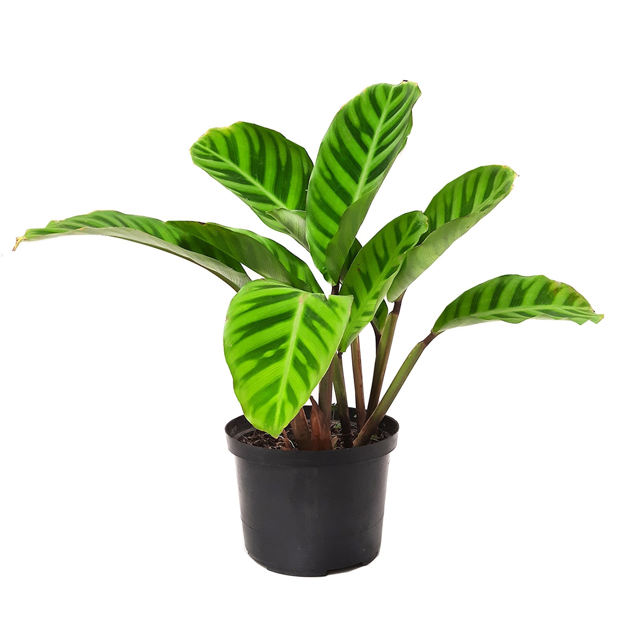 Calathea Zebrina