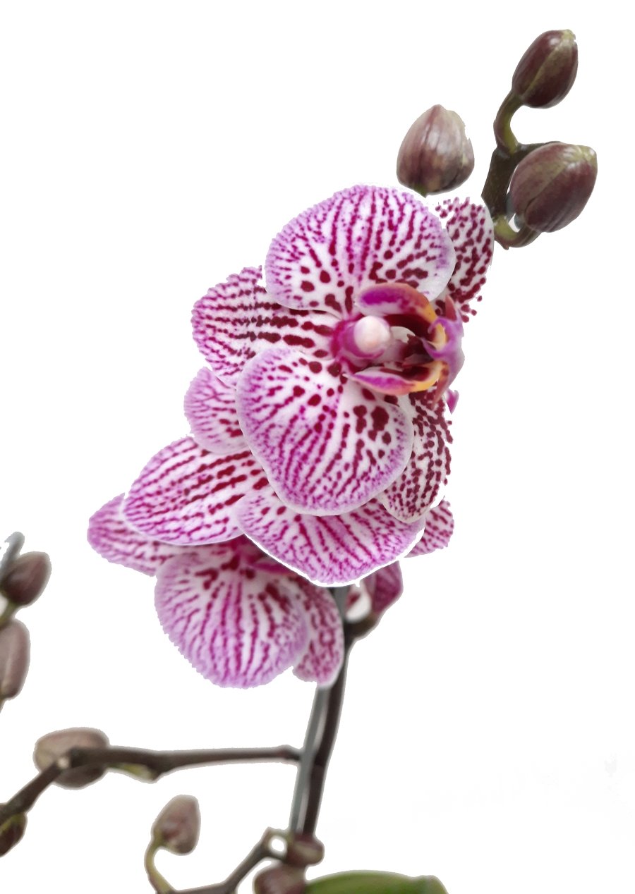 Orquídea Phalaenopsis Mini