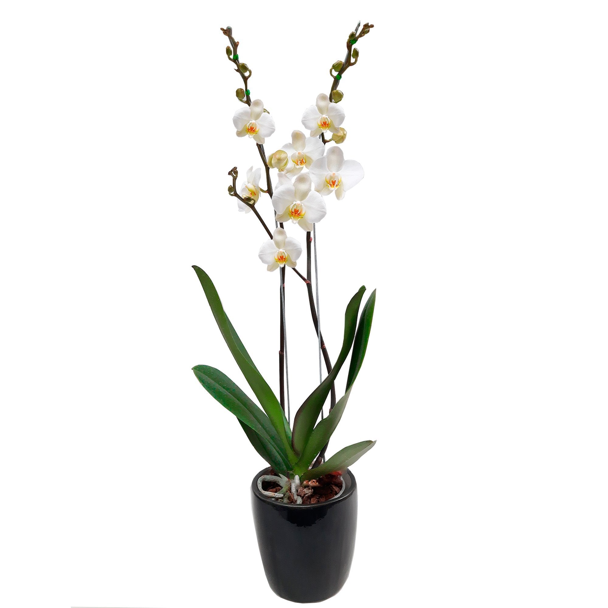 Orquídea Phalaenopsis de dos varas + Matera de cerámica