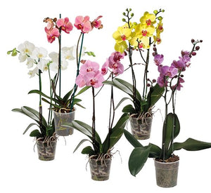 Orquídeas Phalaenopsis de dos Varas