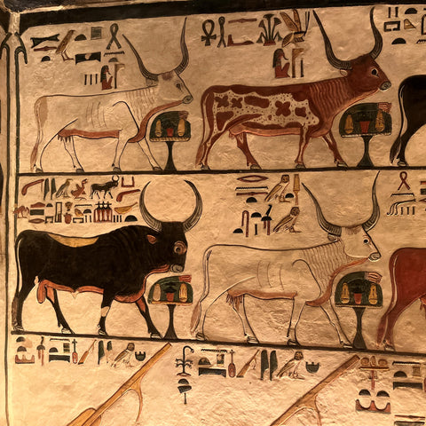 bulls painted inside the tomb of Nefertari 