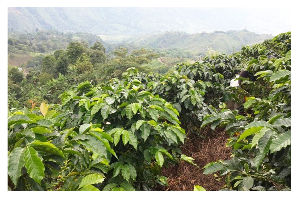 Colombia coffee growing region of Tolima