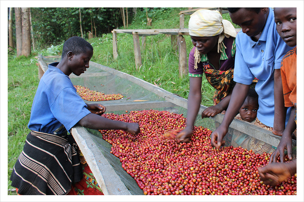 Caffe Umbria Burundi Masha Single Origin Coffee