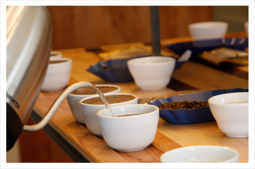 Caffe Umbria: Coffee Cupping - wetting the grounds