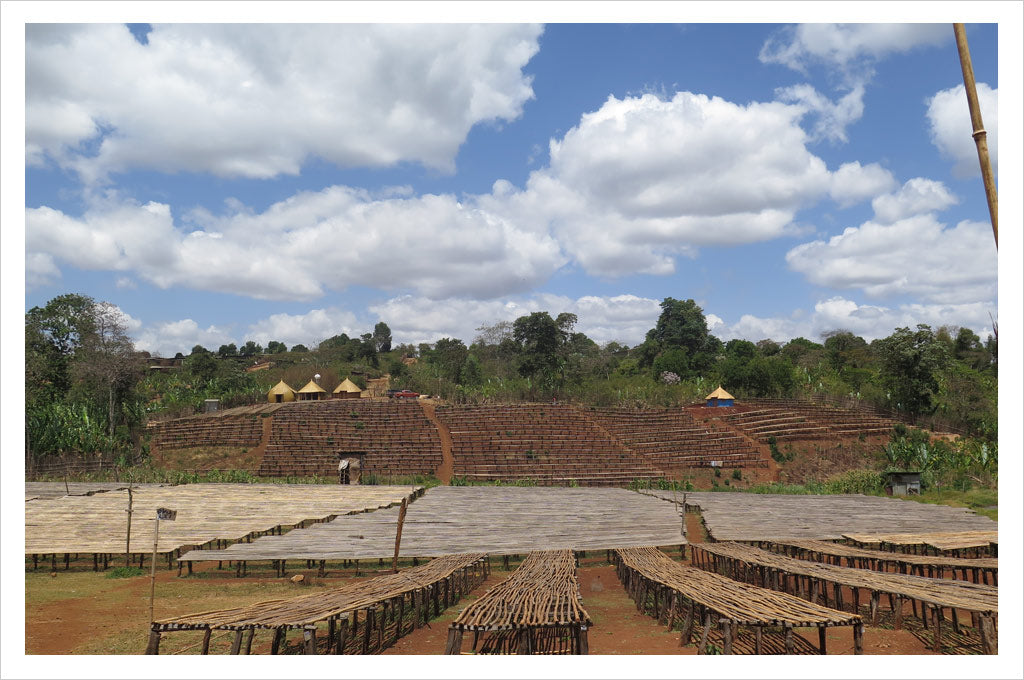 Single Origin Ethiopia Guji Kercha 