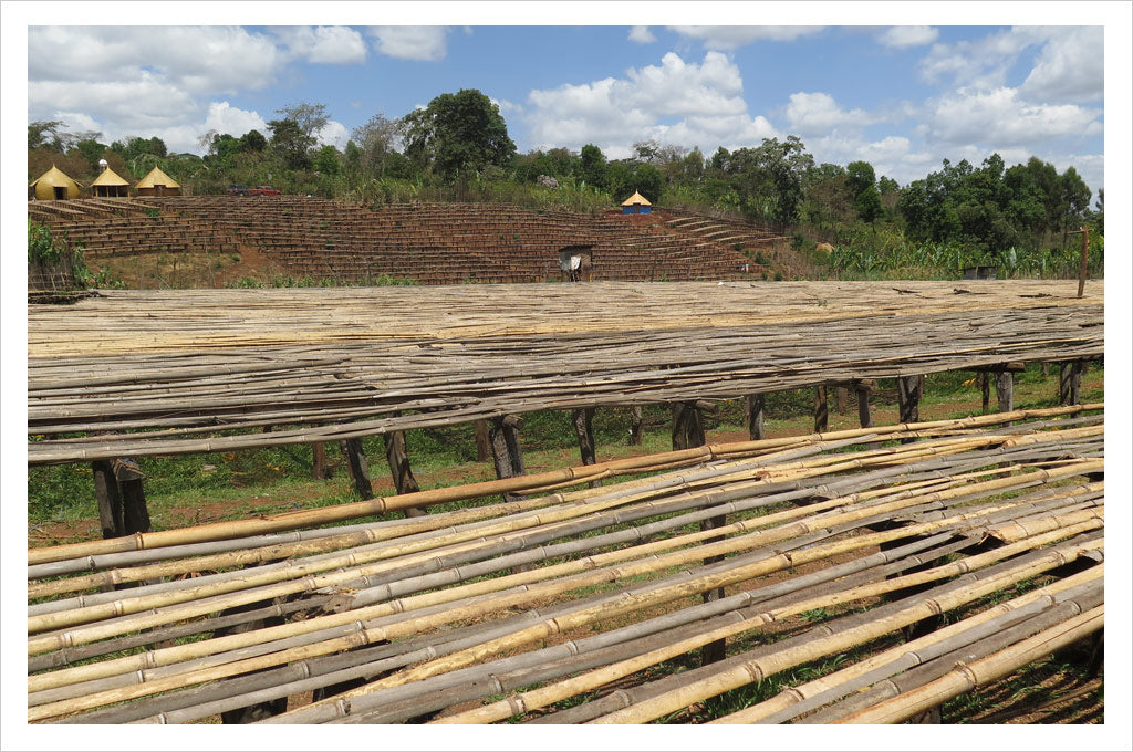 Ethiopia Guji Kercha