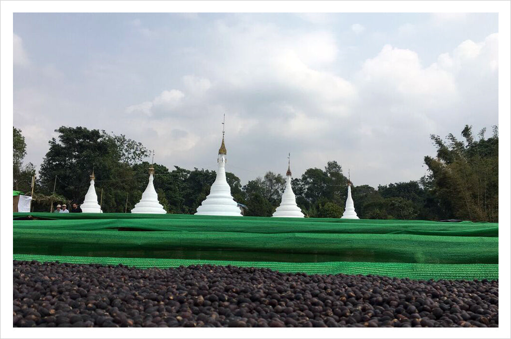 Myanmar Hta Min Paung coffee beds in the shadow of the pagodas