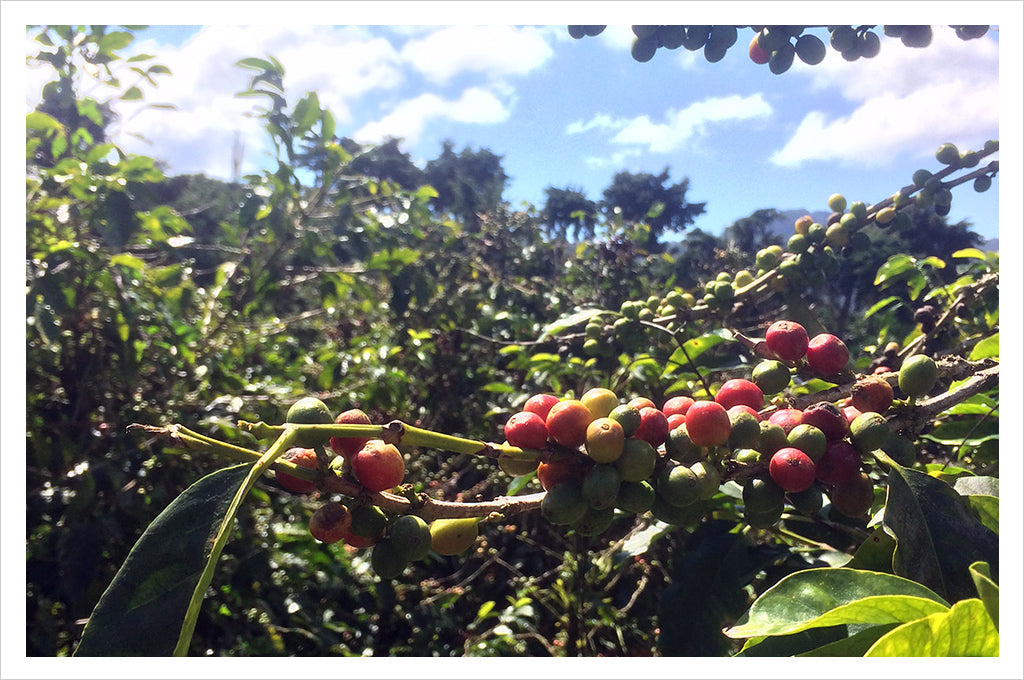 Nicaragua Nueva Segovia - coffee cherries