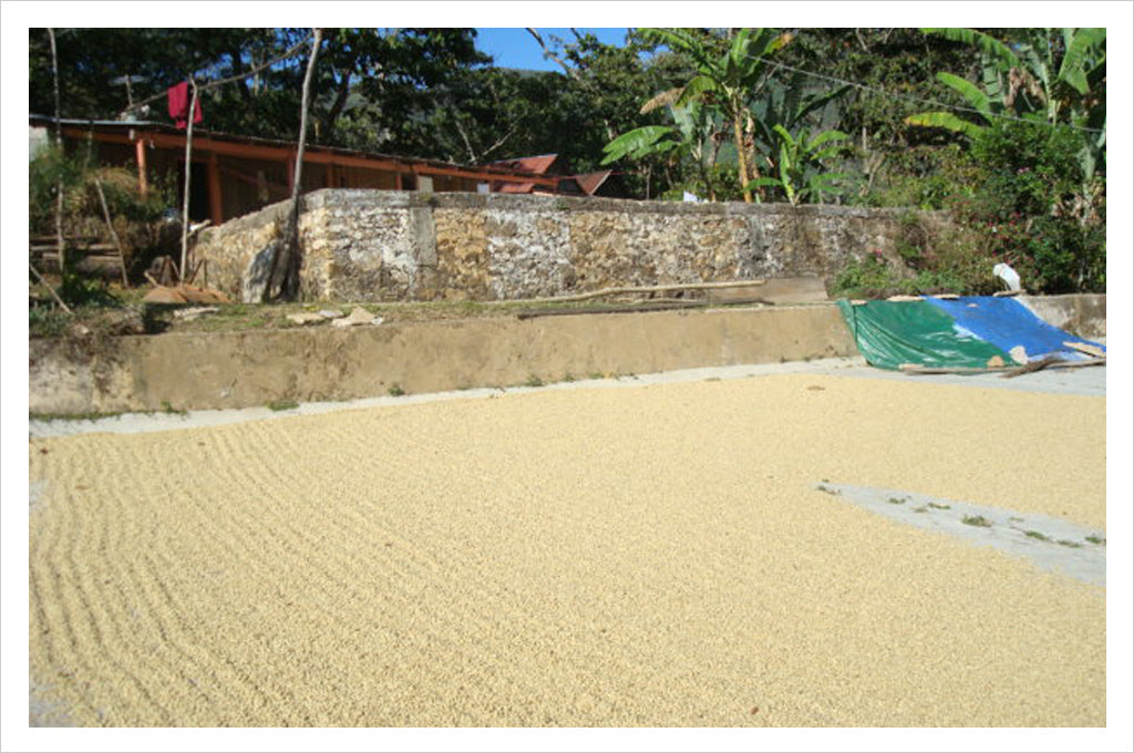 New Single Origin Coffee: Mexico Oaxaca Pluma Hidalgo