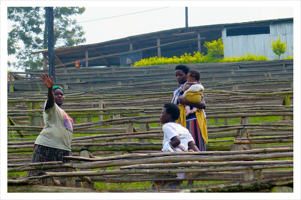 Rwanda Hingakawa Single Origin