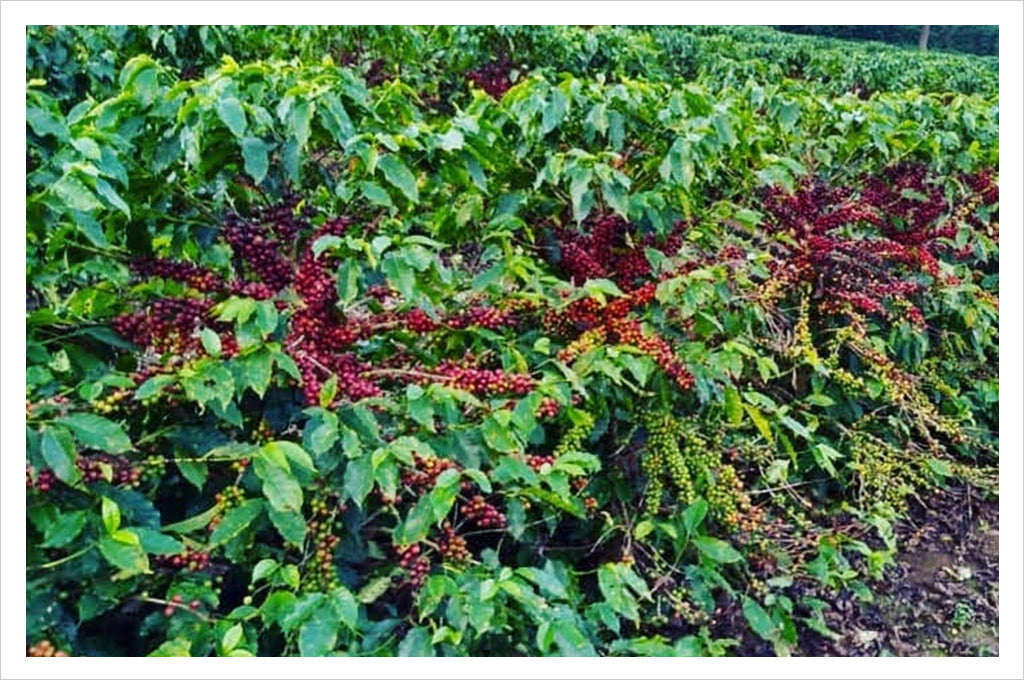 Red Catuai variety, Brazile Mantiqueira de Minas coffee