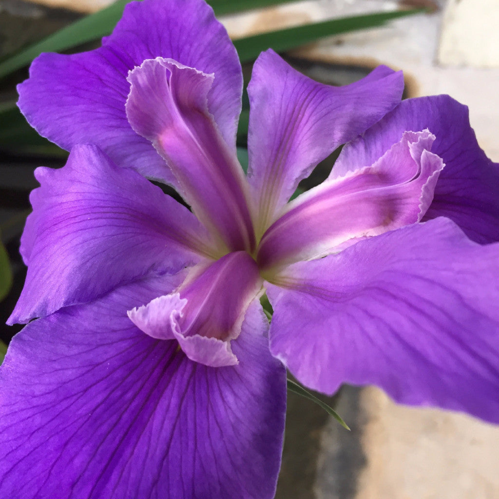 Iris Louisiana Purple punch – Nelumbo Merida