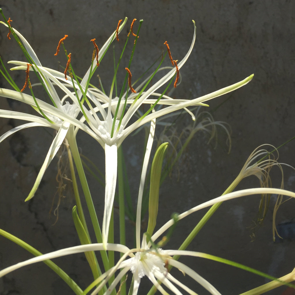 Lirio Araña – Nelumbo Merida