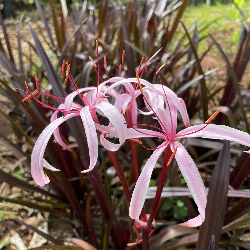 Lirio Rojo – Nelumbo Merida