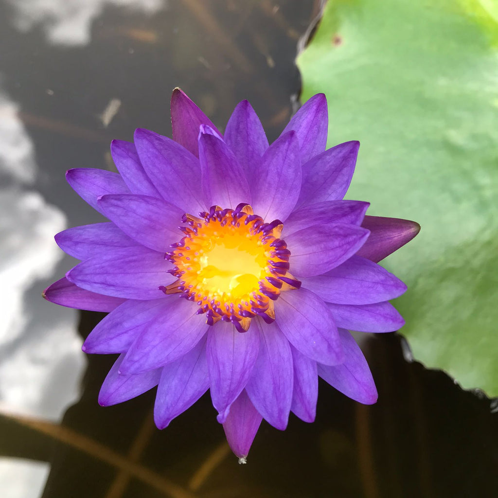 Nymphaea sp. Tina – Nelumbo Merida